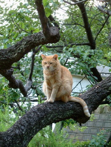 木乗り猫