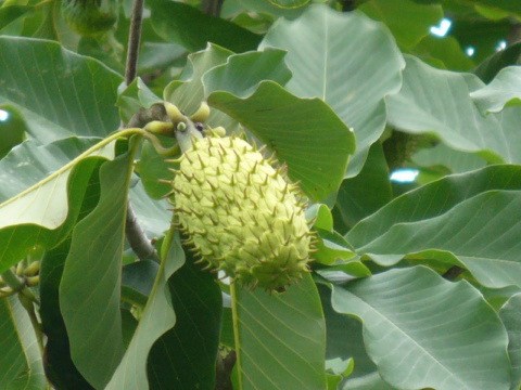 こりゃ何じゃ？