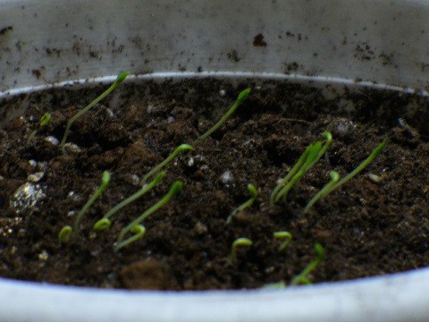 今日のドラゴンフルーツ