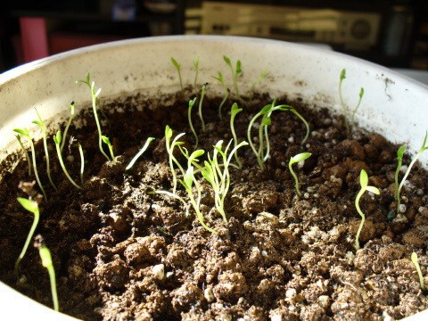 今日のドラゴンフルーツ