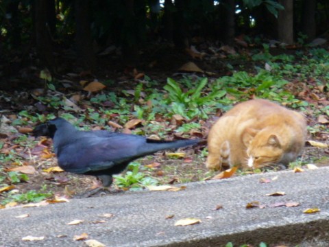 ニャー VS カァー