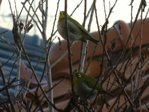 今朝のお客様