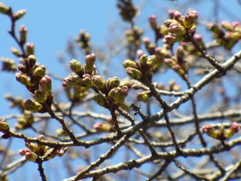 桜