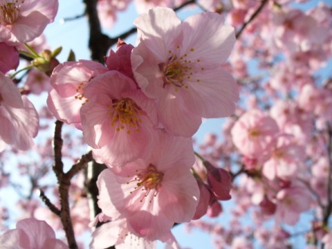 牡丹桜