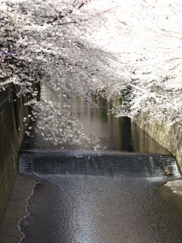 目黒川(中目黒駅近辺)