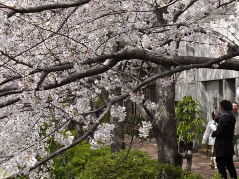 目黒川(駒沢通り近辺)