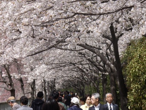 目黒川(目黒雅叙園近辺)