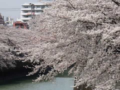 目黒川(不動前近辺)