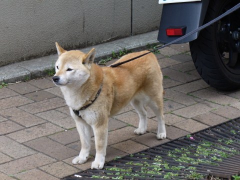 まだかなぁ