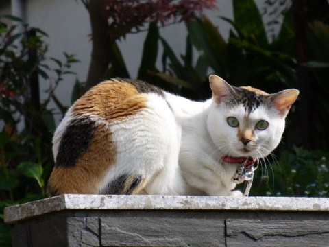 内容と写真とはまるで関係ございません。