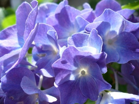 紫陽花