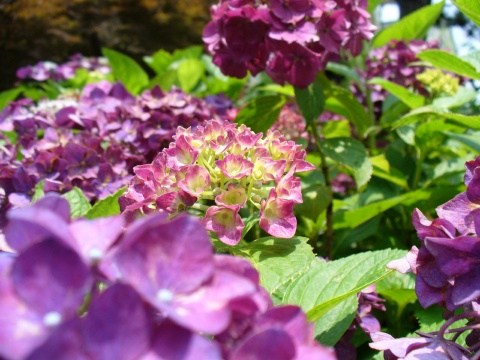 紫陽花