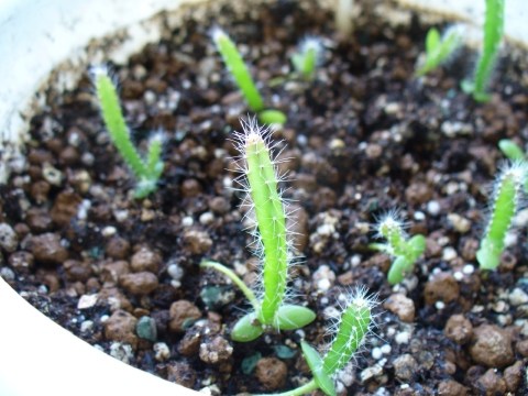 今日のドラゴンフルーツ