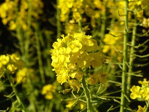 菜の花