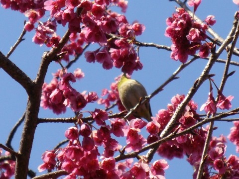 桜とメジロ