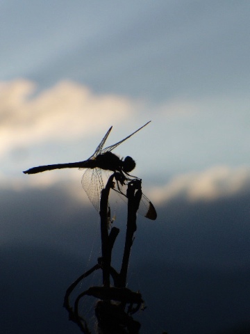 帰省してました