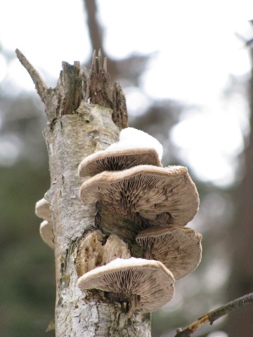 今更なんですが