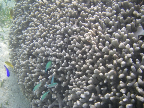 行って来ただす