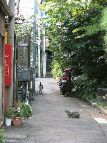 あぢぃだすなぁ。