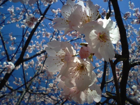 カメラ忘れた！