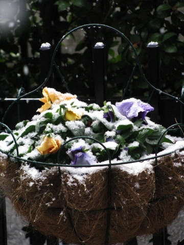 雪